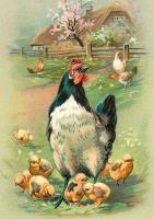 Opakowanie Karnet ST505 B6 + koperta Wielkanoc Kura i kurczak