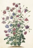 Karnet ST510 B6 + koperta Orlik pospolity. Wydawca: Skona Ting. SmakLiter.pl Opakowanie Karnet ST510 B6 + koperta Orlik pospolity