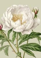 Karnet ST514 B6 + koperta Biała piwonia. Wydawca: Skona Ting. SmakLiter.pl Opakowanie Karnet ST514 B6 + koperta Biała piwonia