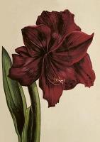 Karnet ST515 B6 + koperta Amarylis. Wydawca: Skona Ting. SmakLiter.pl Opakowanie Karnet ST515 B6 + koperta Amarylis