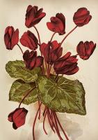 Karnet ST515 B6 + koperta Cyklameny. Wydawca: Skona Ting. SmakLiter.pl Opakowanie Karnet ST515 B6 + koperta Cyklameny