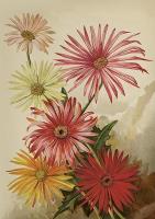 Karnet ST515 B6 + koperta Gerbery. Wydawca: Skona Ting. SmakLiter.pl Opakowanie Karnet ST515 B6 + koperta Gerbery