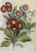 Karnet ST515 B6 + koperta Pierwiosnek bezłodygowy. Wydawca: Skona Ting. SmakLiter.pl Opakowanie Karnet ST515 B6 + koperta Pierwiosnek bezłodygowy