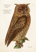 Karnet ST515 B6 + koperta Sowa. Wydawca: Skona Ting. SmakLiter.pl Opakowanie Karnet ST515 B6 + koperta Sowa