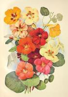 Opakowanie Karnet ST532 B6 + koperta Nasturcja