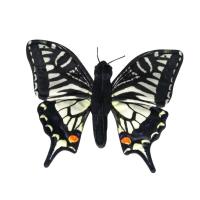 Opakowanie Motyl paź królowej