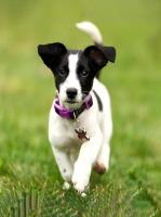 Opakowanie Mozaika diamentowa 5D - Jack Russell 40x30cm