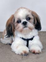 Opakowanie Mozaika diamentowa 5D - Shih Tzu 40x30cm