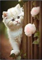 Opakowanie Mozaika diamentowa kotek 30x40cm