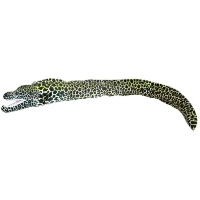 Opakowanie Murena ciemna 110cm