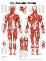 Opakowanie Muscular System Poster