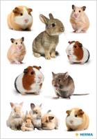 Opakowanie Naklejka Decor gryzonie