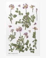 Opakowanie Naklejki ozdobne kwiaty Koniczyna łąkowa