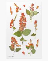 Opakowanie Naklejki ozdobne kwiaty Szałwia