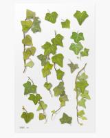 Opakowanie Naklejki ozdobne roślinne Bluszcz