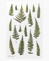 Opakowanie Naklejki ozdobne roślinne Paproć orlica