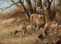 Opakowanie Puzzle 1000 Rodzinka jeleni