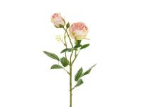 Opakowanie Róża z dwoma pąkami 55cm