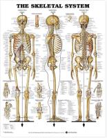 Opakowanie Skeletal System Poster