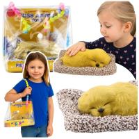 Opakowanie Śpiący labrador na poduszce dżwięk