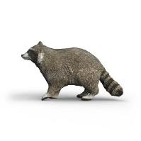 Opakowanie Szop pracz