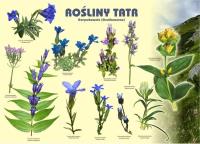 Tablica 100x72cm Rośliny Tatr. Goryczkowate. Wydawca: Koliber. SmakLiter.pl Opakowanie Tablica 100x72cm Rośliny Tatr. Goryczkowate