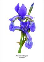 Tablica A4 Kosaciec syberyjski. Wydawca: Koliber. SmakLiter.pl Opakowanie Tablica A4 Kosaciec syberyjski