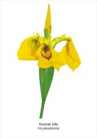 Tablica A4 Kosaciec żółty. Wydawca: Koliber. SmakLiter.pl Opakowanie Tablica A4 Kosaciec żółty