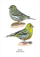 Tablica A4 Kulczyk. Wydawca: Koliber. SmakLiter.pl Opakowanie Tablica A4 Kulczyk