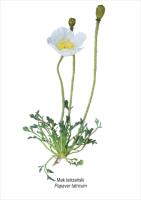 Tablica A4 Mak tatrzański. Wydawca: Koliber. SmakLiter.pl Opakowanie Tablica A4 Mak tatrzański